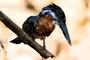 Bird Watching Accommodation In Drakensberg Sani Valley Lodges 008