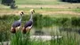 Luxury Accommodation Drakensberg Lakeside Sani Valley Crowned Cranes Wildlife Sa