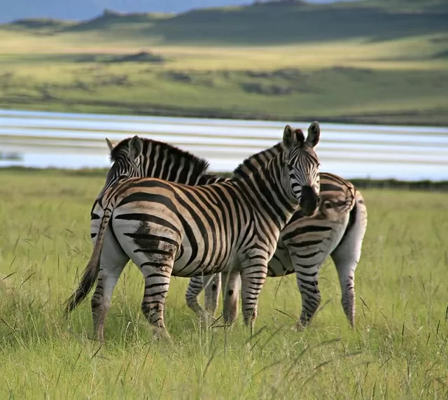 Wildlife Accommodation Drakensberg Sani Valley Lodge